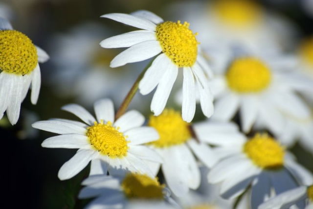 Pasea en primavera
